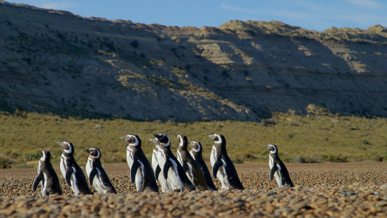 Meet the adorable penguins living across Patagonia